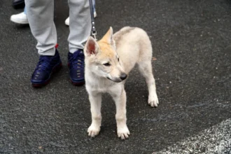 Multas de hasta 1.000 euros en Paterna por no recoger excrementos caninos y llevar perros sin chip