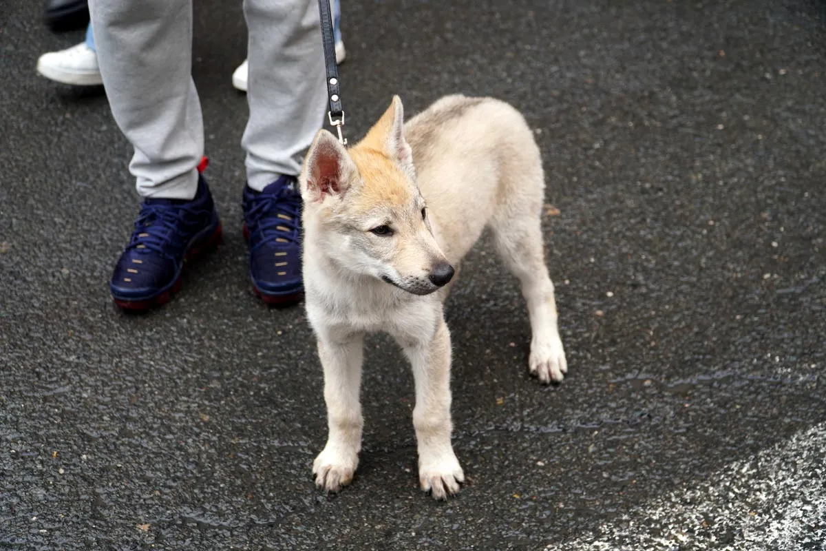 Multas de hasta 1.000 euros en Paterna por no recoger excrementos caninos y llevar perros sin chip