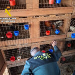 Detingut a Cullera per cultivar marihuana i tindre galls destinats a baralles clandestines