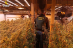 La Guàrdia Civil desmantella una plantació de marihuana en una finca vigilada d'Ontinyent i deté el sospitós quan intentava fugir de València