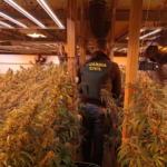 La Guàrdia Civil desmantella una plantació de marihuana en una finca vigilada d'Ontinyent i deté el sospitós quan intentava fugir de València