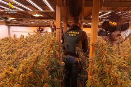 La Guàrdia Civil desmantella una plantació de marihuana en una finca vigilada d'Ontinyent i deté el sospitós quan intentava fugir de València