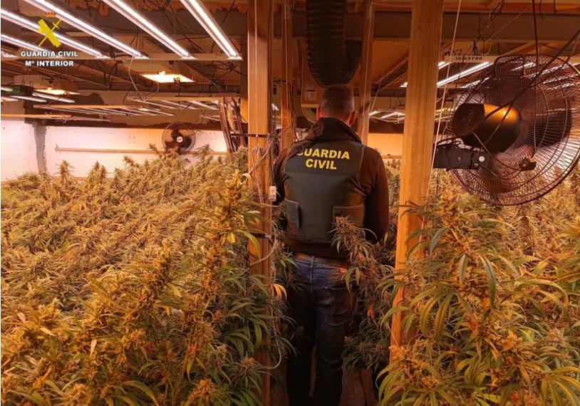 La Guàrdia Civil desmantella una plantació de marihuana en una finca vigilada d'Ontinyent i deté el sospitós quan intentava fugir de València