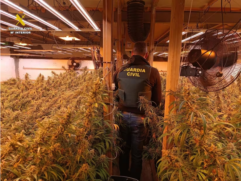 La Guàrdia Civil desmantella una plantació de marihuana en una finca vigilada d'Ontinyent i deté el sospitós quan intentava fugir de València