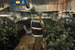 La Policia Nacional desmantella un cultiu de marihuana a Torrent i deté un pròfug amb tres ordres de presó