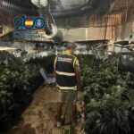 La Policia Nacional desmantella un cultiu de marihuana a Torrent i deté un pròfug amb tres ordres de presó