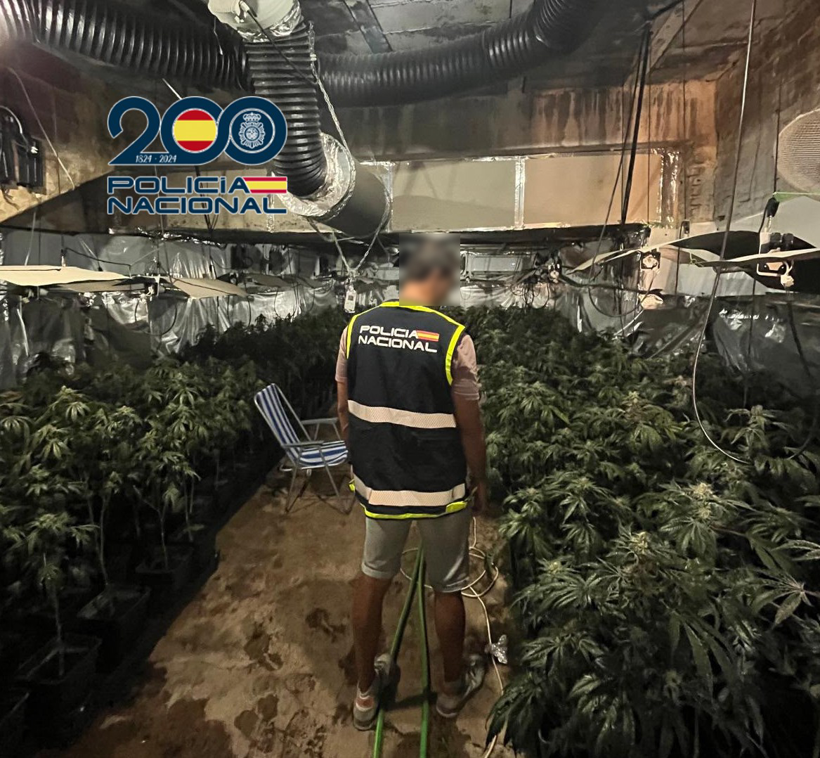 La Policia Nacional desmantella un cultiu de marihuana a Torrent i deté un pròfug amb tres ordres de presó
