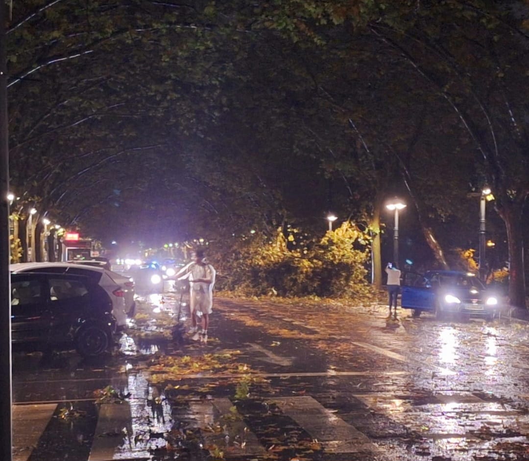 Árbol caído Avenida Blasco Ibánez
