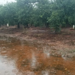 Hallan muerto a un agricultor en la Marjal de Pego-Oliva, pero los primeros indicios apuntan a que no falleció por la DANA Adam