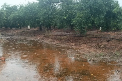 Hallan muerto a un agricultor en la Marjal de Pego-Oliva, pero los primeros indicios apuntan a que no falleció por la DANA Adam