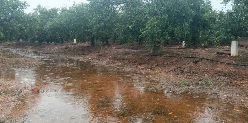 Hallan muerto a un agricultor en la Marjal de Pego-Oliva, pero los primeros indicios apuntan a que no falleció por la DANA Adam