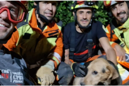 Els Bombers del Consorci de València rescaten un gos atrapat en una canonada de reg a Xàtiva